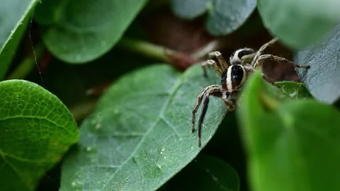 Detailed macro image showing a jumping spider producing silk threads across Stock Footage 336431341
