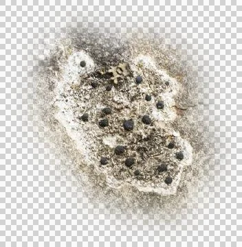 Detailed macro image of small black button crust lichens a natural abstract. Stock Photos