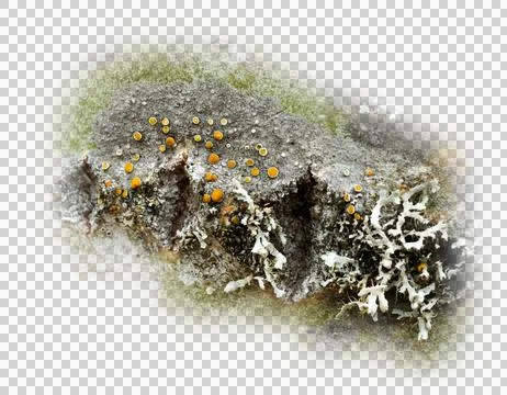 Detailed macro image of small orange button crust lichens a natural abstract. Stock Photos