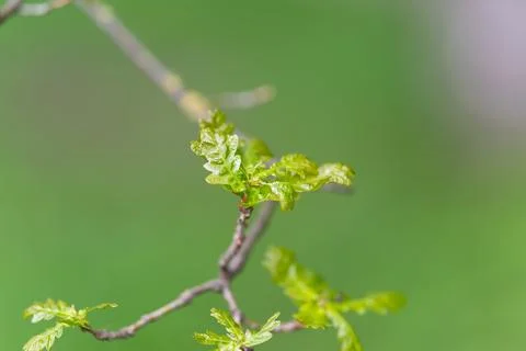Detailed macro of oak leaf. An upclose shot showcasing fine details of oak .. Stock Photos