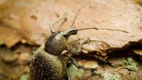 Detailed macro of Otiorhynchus pseudonothus weevil Stock Footage 340327441