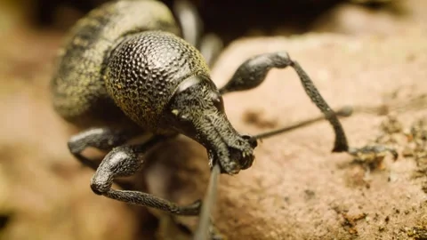 Detailed macro of Otiorhynchus pseudonothus weevil Stock Footage 340327508