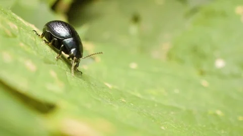 Detailed macro of plantain leaf beetle (Chrysolina haemoptera) on green leaf Stock Footage 333112079