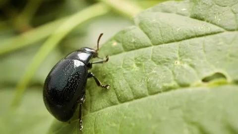 Detailed macro of plantain leaf beetle (Chrysolina haemoptera) on green leaf 스톡 동영상 333112088