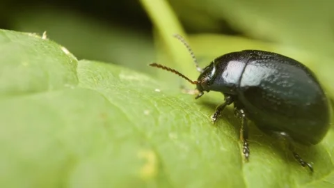 Detailed macro of plantain leaf beetle (Chrysolina haemoptera) on green leaf Stockbeeldmateriaal 333112197