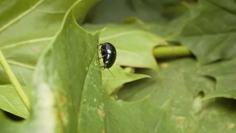 Detailed macro of plantain leaf beetle (Chrysolina haemoptera) crawling Stock Footage 333112228