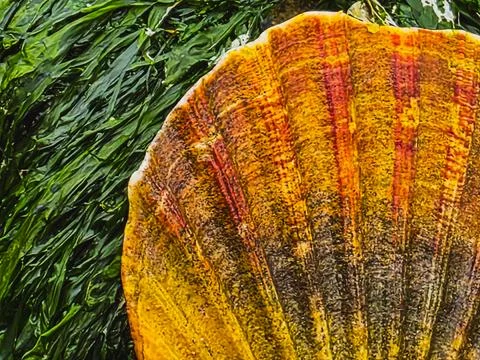 Detailed macro of scallop shell pattern and marine textures Stock Photos