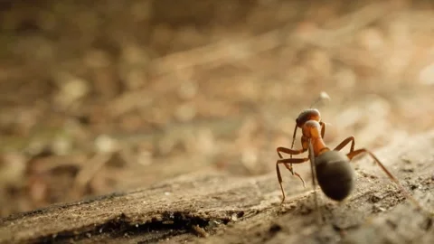 A detailed macro shot capturing red wood ant (Formica rufa) Stock Footage 309599975