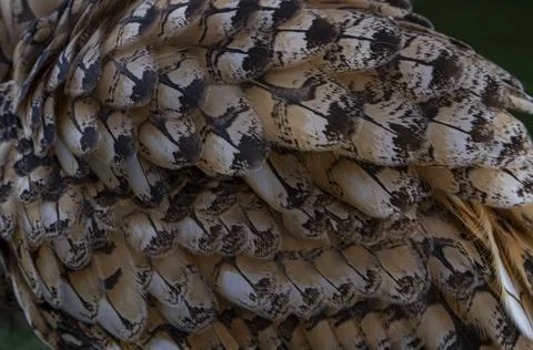Detailed macro shot of Eurasian eagle owl wing feathers showing layers and .. Stock Photos