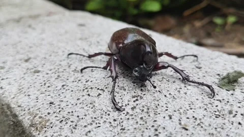 A detailed macro shot of a large brown rhinoceros beetle Stock Footage 343223125