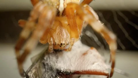 Detailed macro shot of orb weaver spider eating insect Stockbeeldmateriaal 330720208