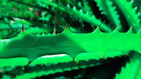 Detailed macro shot showcasing the sharp spines and textured surface of a h.. Foto stock