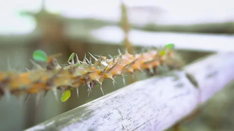 A detailed macro shot of a thorn-covered plant stem. 库存影片 341453553