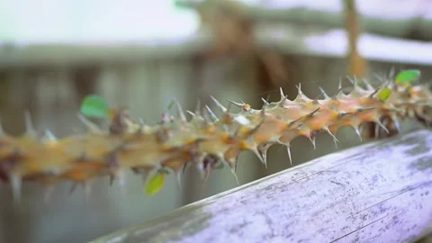 A detailed macro shot of a thorn-covered plant stem. Stock Footage 341453585