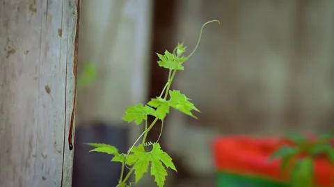 A detailed macro shot of a thorn-covered plant stem. Stock Footage 341453586
