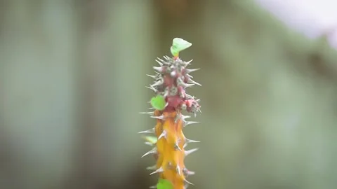 A detailed macro shot of a thorn-covered plant stem. 库存影片 341453598