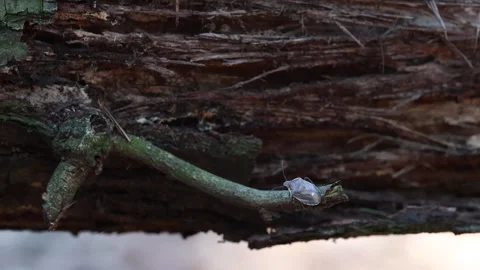 Detailed Macro Shot of a Tree Shield Bug Situated on Aged Wood Stock Footage 312957110