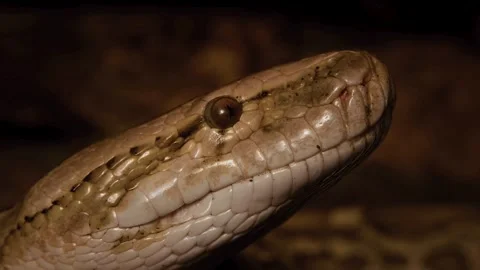 Detailed macro shot of a wild python snake face Vidéo 339305672