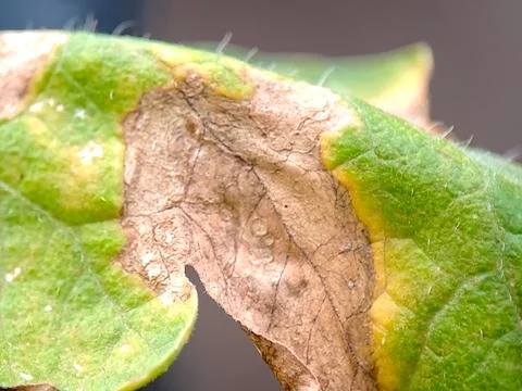 A detailed macro shows a leaf with discoloration, transitioning from green .. Stock Photos