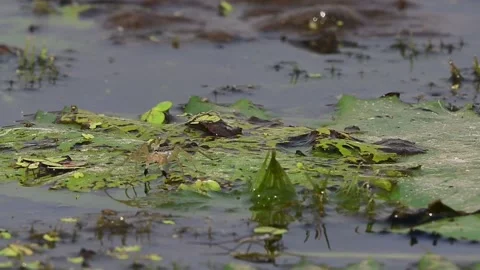 Detailed Macro Study of Wolf Pond Spider Moving over Floating Leaves 库存影片 348704330