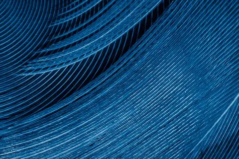 Detailed macro texture of blue bird feather with curved geometric lines Stock-Illustration