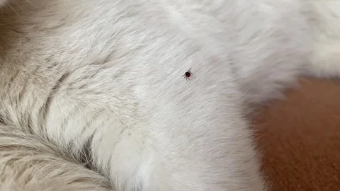 Detailed macro of tick exploring animal fur surface, scientific and educati.. Stock Footage 319826423