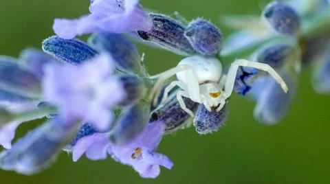 Detailed macro of tiny crab spider arthropod with yellow eyes sitting on a fl Stock Footage 68457562