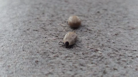 Detailed macro of two bloated ticks moving slowly. Dangerous parasites Vidéo 333937703