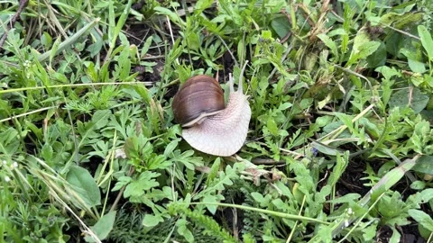 Detailed Macro Video of Large Snail Outdoors Vídeos de archivo 337350752