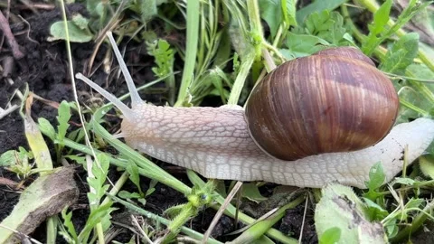 Detailed Macro Video of Large Snail Outdoors Vídeos de archivo 337350817