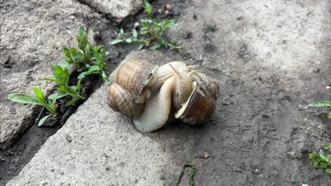 Detailed Macro Video of Large Snail Outdoors Vídeos de archivo 337350850
