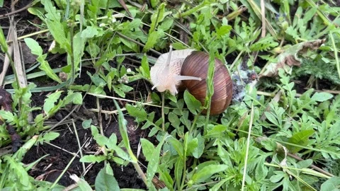 Detailed Macro Video of Large Snail Outdoors Vídeos de archivo 337350862