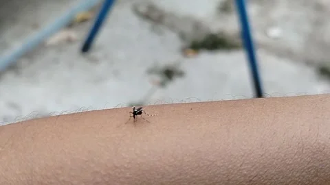 Detailed macro video of a mosquito resting on human skin, showing its fragile Stock Footage 346600929
