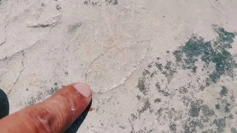 Detailed Macro View Of Ancient Leaf Fossils On Weathered Rock Stock Footage 333611779