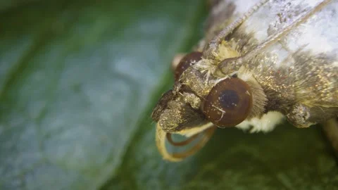 A detailed macro view of the box tree moth Stock Footage 325030244