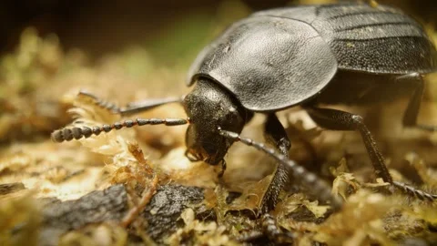 Detailed macro view of a carrion beetle ( silpha tristis) Stock Footage 343429884