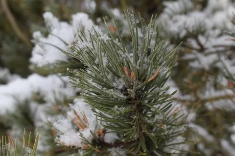 A detailed macro view of delicate white snowflakes and frost crystals resting Stockfoto's