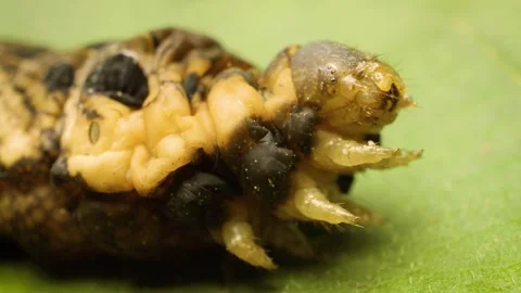 Detailed macro view of elephant hawk moth (deilephila elpenor) caterpillar Stock Footage 336733814