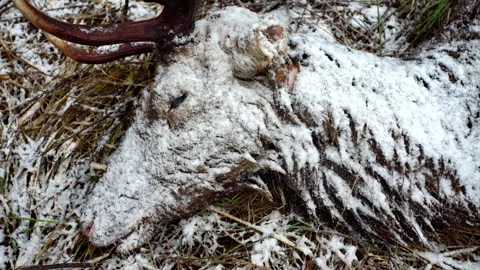 Detailed Macro View Of Fallen Deer Amidst Icy Landscape Stock Footage 325840895