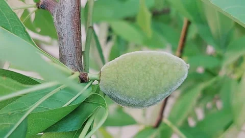 Detailed Macro View Of First Green Almond Fruit Growing Naturally Stock Footage 333493696