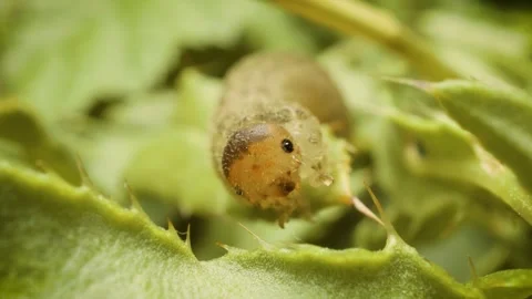 Detailed macro view of green sawfly larva tenthredinidae on plant leaf Stock Footage 344446896