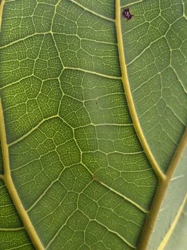 Detailed Macro View of Green Tropical Leaf Vein Structure with Imperfection Stock Photos