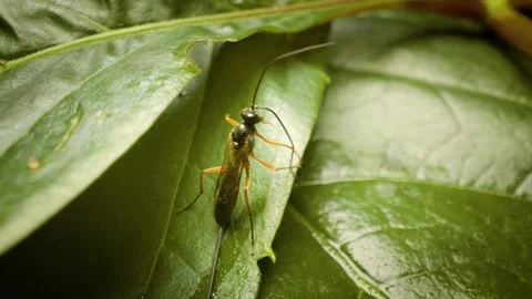 Detailed macro view of an ichneumonid parasitoid wasp or darwin wasp on a plant Stock Footage 343824434