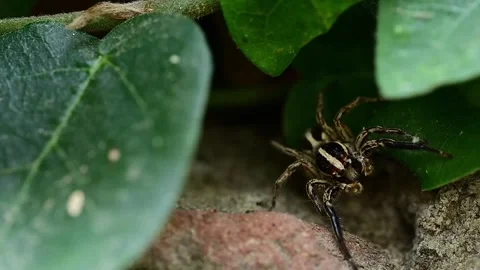 Detailed macro view of jumping spider spreading silk across foliage in garden Stock Footage 336431281