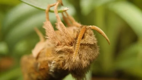 Detailed macro view of orange swift moth (triodia sylvina) perched on vegetation Stock Footage 336797625
