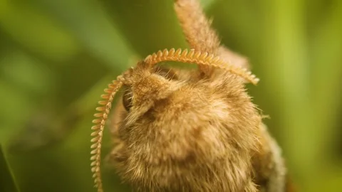 Detailed macro view of orange swift moth (triodia sylvina) Stock Footage 336797631