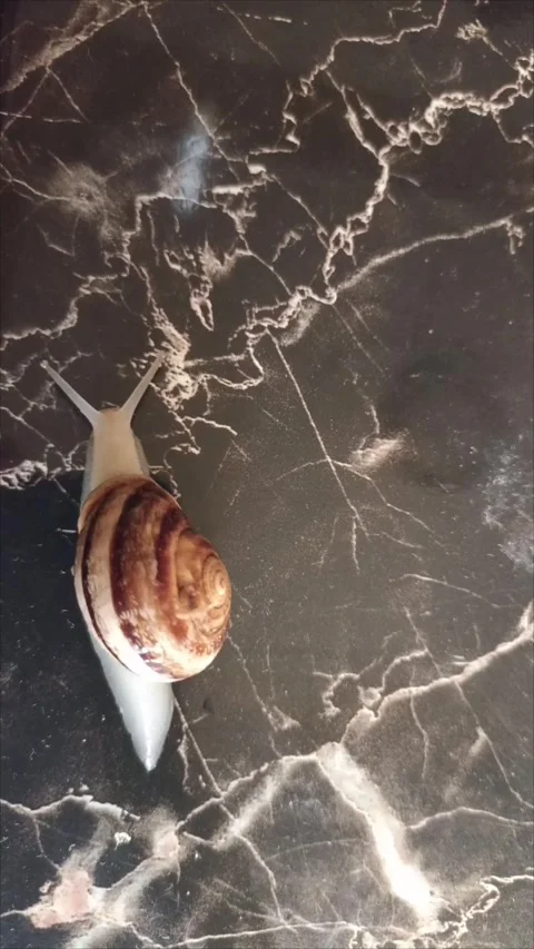 Detailed Macro View of a Snail Crawling Across Black Marble Stock Footage 335651049