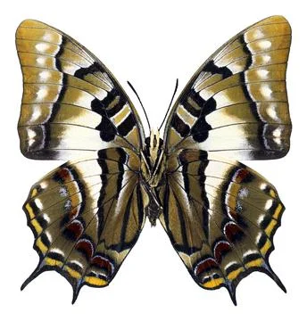 Detailed macro view of the underside pattern of a two tailed pasha butterfl.. Foto stock