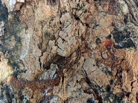 Detailed Macro View of Weathered Tree Bark with Termite Mud Tube Stockfoto's