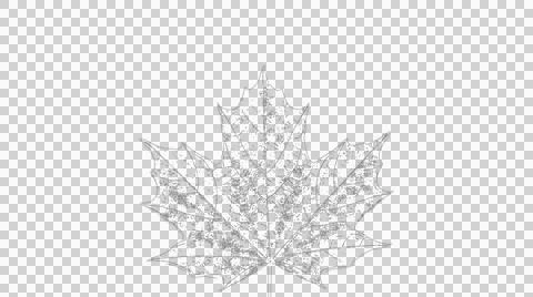 Detailed maple leaf skeleton isolated on white background for seasonal desi.. Stock Illustration